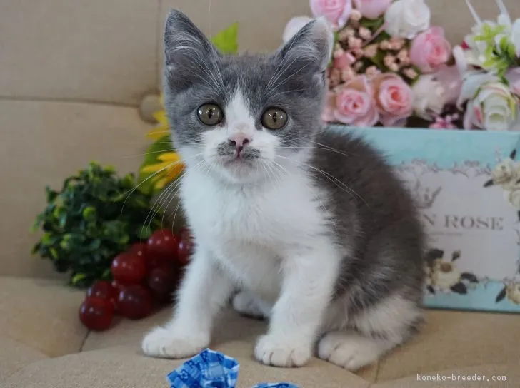 だるま 様のお迎えした子猫
