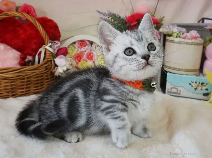 ID：2004-01394の子猫