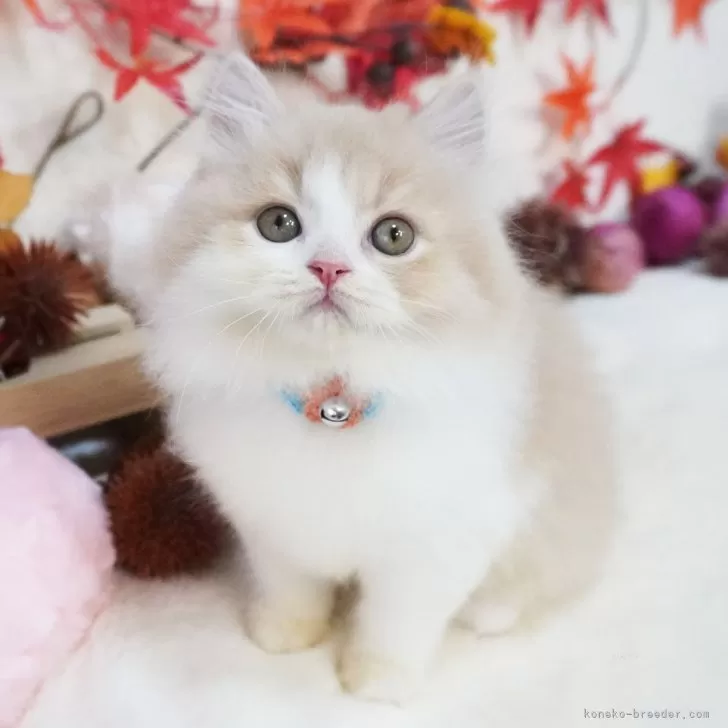 ID:2411-01633の子猫