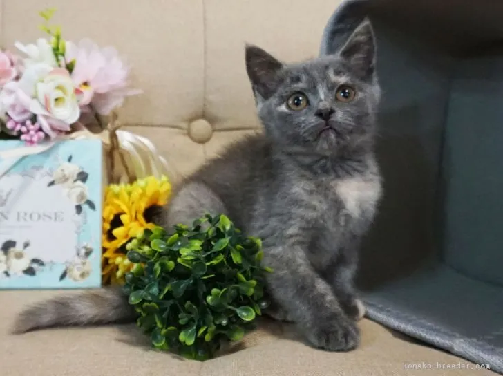 白川 様のお迎えした子猫