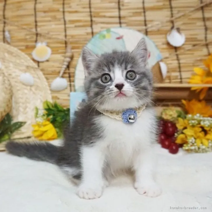 ID:2308-03016の子猫