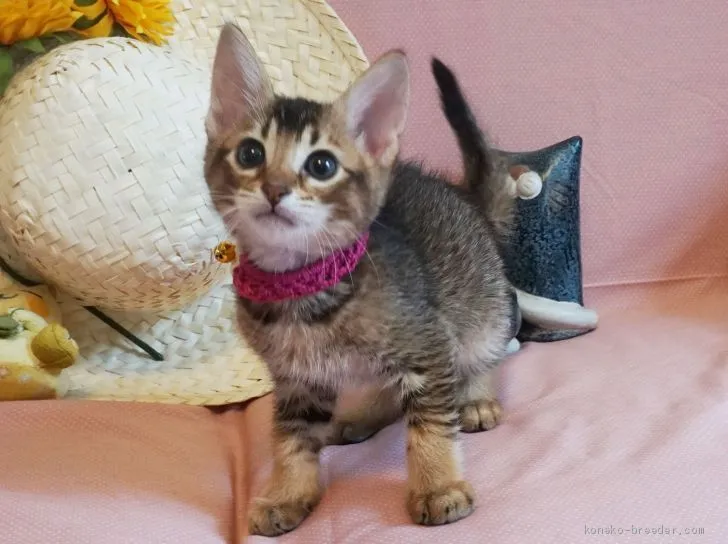 ID:1906-02141の子猫