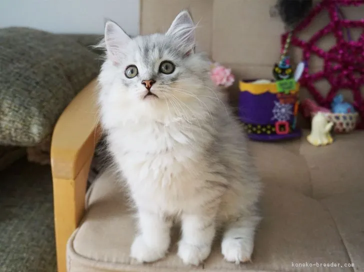 ID：1810-00292の子猫