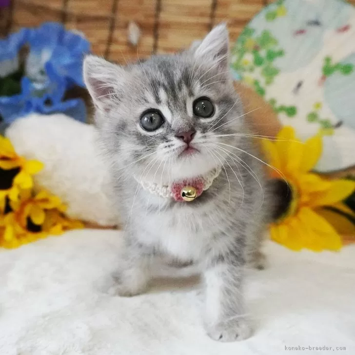 ID:2408-02183の子猫