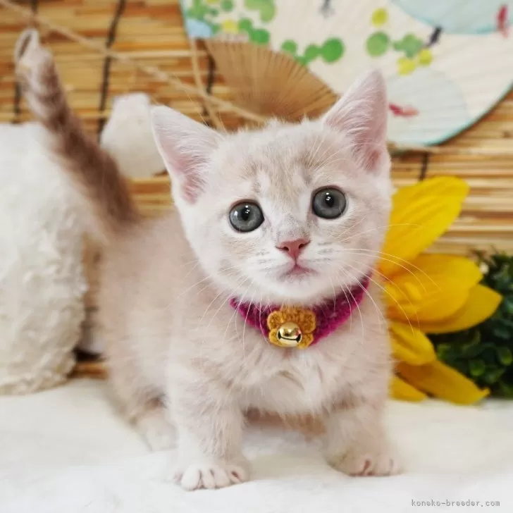 ID：2407-02717の子猫