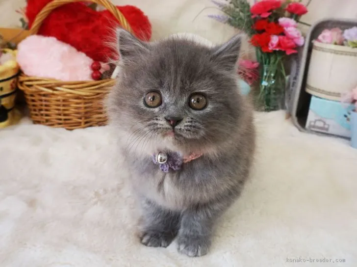 ID:2004-00964の子猫