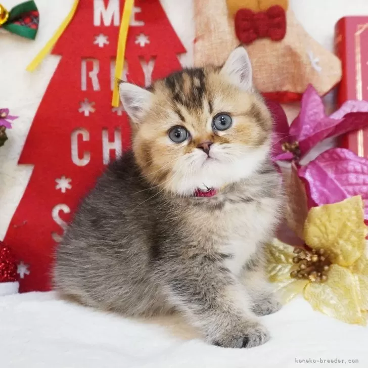 ID:2411-02669の子猫