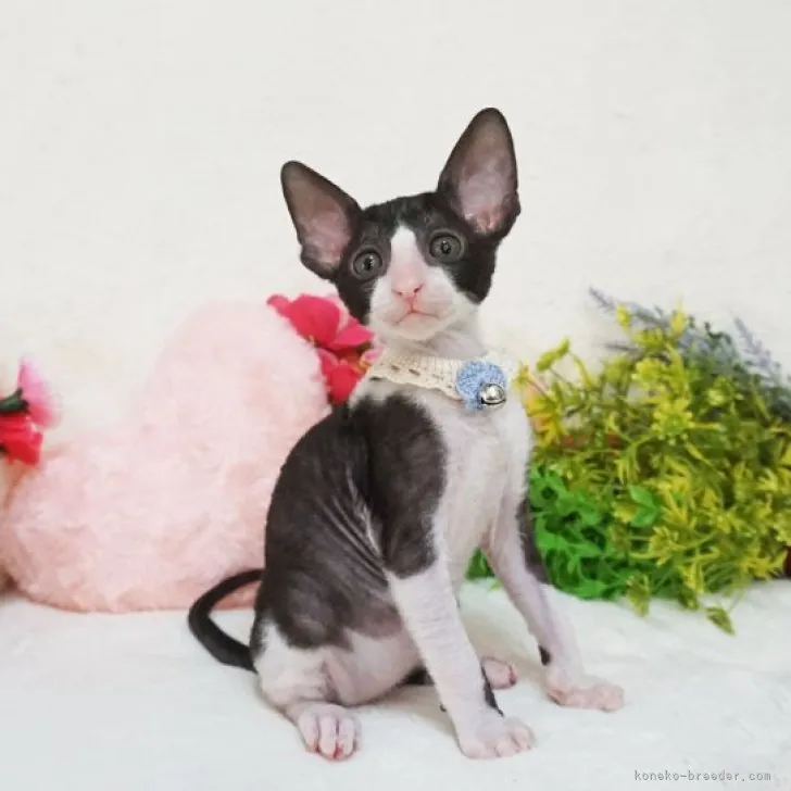 ID:2305-02422の子猫