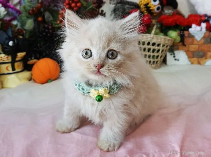 ID:1909-01820の子猫