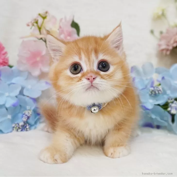 ID:2406-01691の子猫
