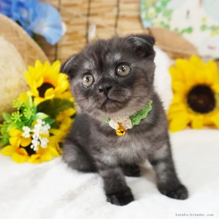 ID：2407-02159の子猫