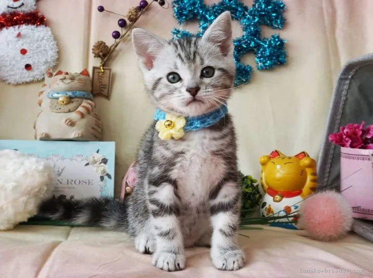 ID：1902-00205の子猫