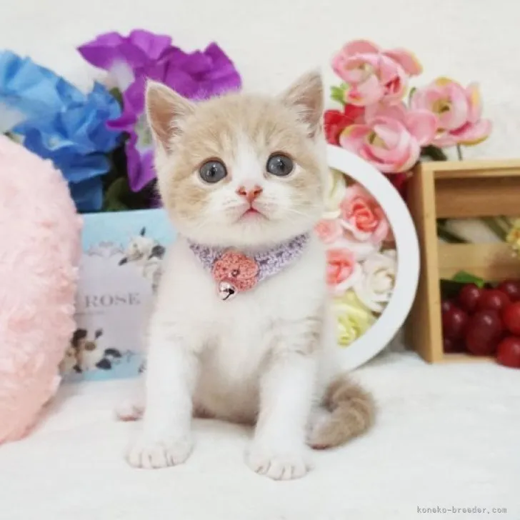 ID:2306-03052の子猫