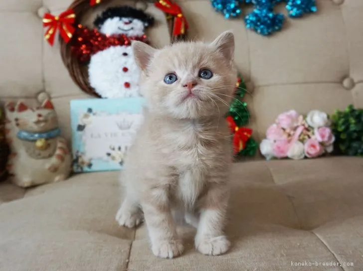 ID：1811-01289の子猫