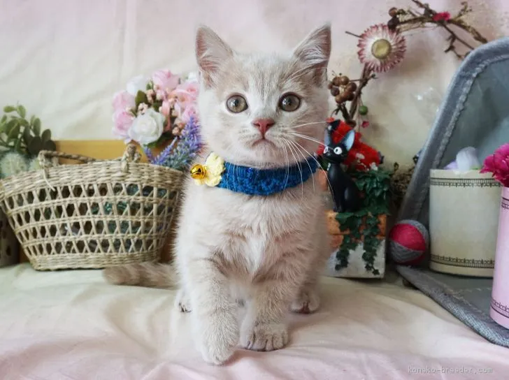 ID:1906-01862の子猫