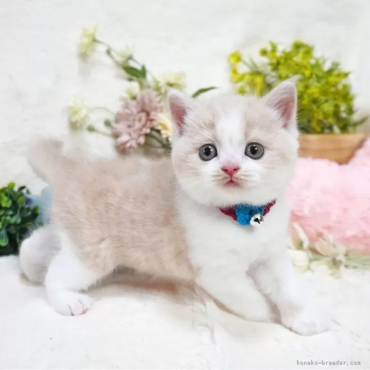 ID：2407-00164の子猫