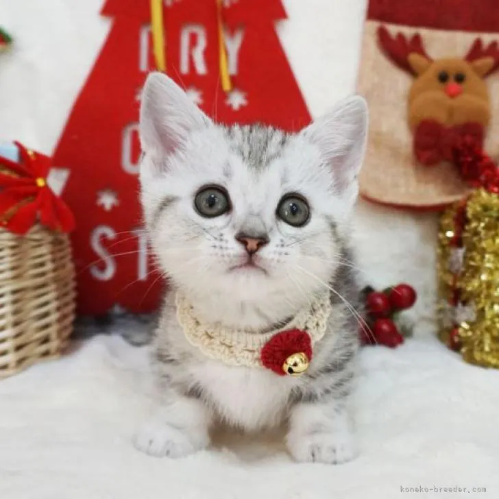ID:2211-02089の子猫