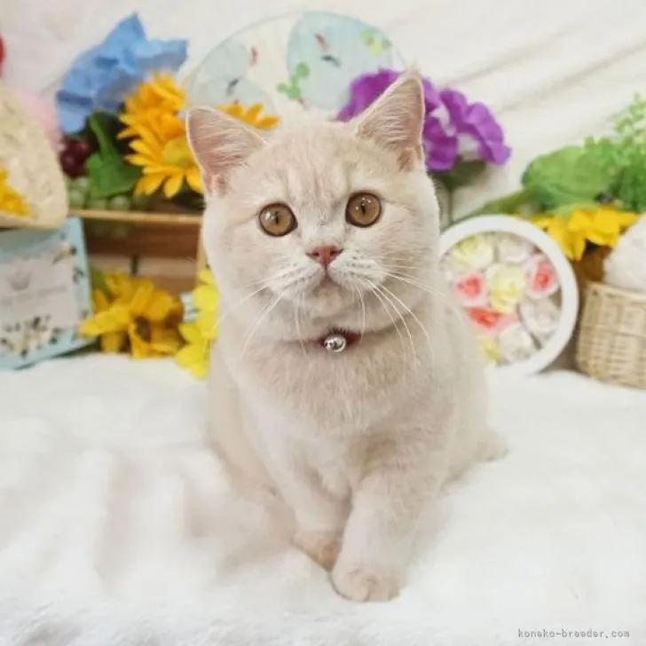 ID：2208-00915の子猫