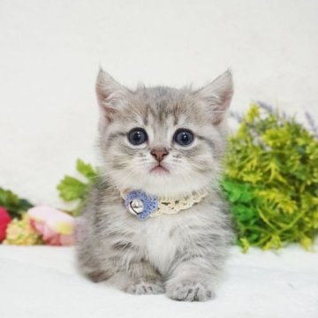 マンチカン(短足)【大阪府・男の子・2023年4月13日・ブルーマッカレルタビー】の写真「とっても甘えん坊。遊ぶの大好き♪」