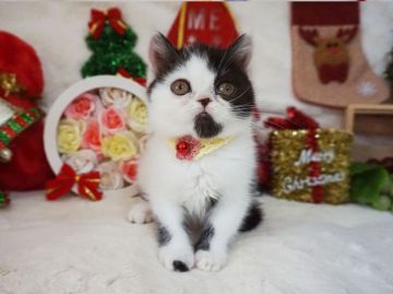 ミヌエット【大阪府・女の子・2021年9月15日・ブラック&ホワイト】の写真「遊ぶのが大好き。甘えん坊♪」