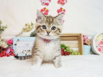 ミヌエット【大阪府・女の子・2021年2月22日・ブラウンパッチドタビー&ホワイト】の写真「遊ぶのが大好き。甘えん坊♪」