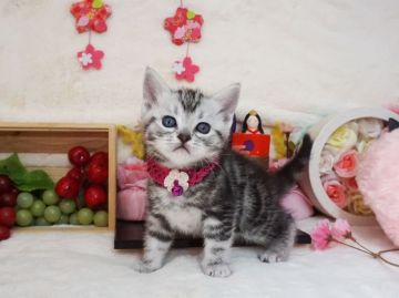 アメリカンショートヘア【大阪府・女の子・2021年2月5日・シルバータビー】の写真「とっても甘えん坊。遊ぶの大好き。」