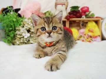 ブリティッシュショートヘア【大阪府・男の子・2022年4月9日・ブラウンマッカレルタビー】の写真「とてもキレイなカラー。パパ外産です。」