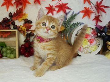 ミヌエット【大阪府・女の子・2020年7月26日・レッドマッカレルタビー】の写真「とっても甘えん坊。遊ぶの大好き。」