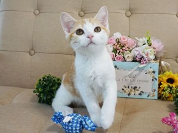 スコティッシュフォールド(立ち耳)【大阪府・男の子・2018年2月15日・レッドタビー&ホワイト】の写真「目がまんまるくりくり、とても人懐っこいです。」