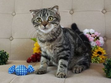 スコティッシュフォールド(折れ耳)【大阪府・男の子・2018年1月16日・ブラウンタビー】の写真「とっても甘えん坊。遊ぶの大好き。」