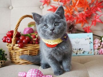 ブリティッシュショートヘア【大阪府・男の子・2018年9月11日・ブルー】の写真「とっても甘えん坊。遊ぶの大好き。」