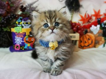 ペルシャ(チンチラ)【大阪府・男の子・2019年9月11日・チンチラゴールデン】の写真「とっても人懐っこい子です。遊ぶの大好き！」
