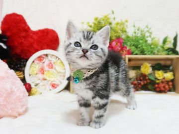 アメリカンショートヘア【大阪府・男の子・2022年1月9日・シルバータビー】の写真「とっても甘えん坊。遊ぶの大好き。」