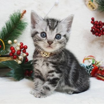 アメリカンショートヘア【大阪府・男の子・2023年11月16日・シルバータビー】の写真「とっても甘えん坊♡遊ぶの大好き♡」