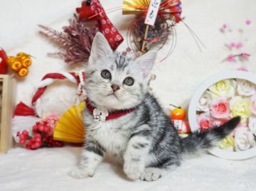 アメリカンショートヘア【大阪府・女の子・2020年11月12日・シルバータビー】の写真「とっても甘えん坊。遊ぶの大好き。」