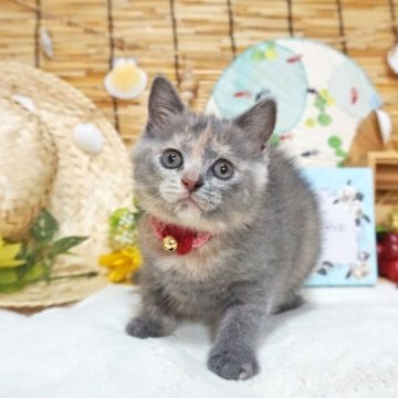 ブリティッシュショートヘア【大阪府・女の子・2023年6月22日・ブルークリーム（ショートヘア）】の写真「とっても甘えん坊。遊ぶの大好き。」