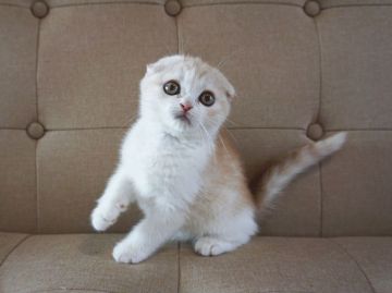 スコティッシュフォールド(折れ耳)【大阪府・女の子・2018年1月30日・クリームタビー&ホワイト】の写真「ピタッと折れ耳のタイプのいい子です。」