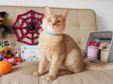 ソマリ【大阪府・男の子・2018年4月19日・フォーン】の写真「とっても甘えん坊。遊ぶの大好き。」