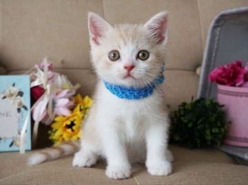 スコティッシュフォールド(立ち耳)【大阪府・男の子・2018年6月22日・クリームマッカレルタビー&ホワイト】の写真「のんびりおっとりしています。」