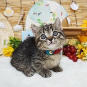 マンチカン(短足)【大阪府・男の子・2023年7月7日・ブラウンマッカレルタビー（ショートヘア）】の写真「甘えん坊。おっとりのんびりさん。」