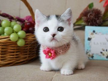 マンチカン(短足)【大阪府・女の子・2018年9月25日・ブラウンティックドタビー&ホワイト】の写真「短足で遊ぶ姿が可愛い。おもちゃ大好き！」