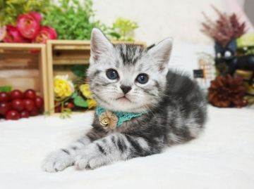 アメリカンショートヘア【大阪府・男の子・2022年1月9日・シルバータビー】の写真「とっても甘えん坊。遊ぶの大好き。」