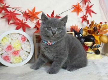 ブリティッシュショートヘア【大阪府・男の子・2021年9月17日・ブルー】の写真「とっても甘えん坊。遊ぶの大好き。」