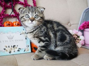 スコティッシュフォールド(折れ耳)【大阪府・男の子・2018年8月15日・ブラウンタビー】の写真「とっても甘えん坊。遊ぶの大好き。」