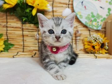 アメリカンショートヘア【大阪府・女の子・2021年6月8日・シルバータビー】の写真「とっても甘えん坊。遊ぶの大好き。」