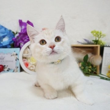 ミヌエット(短足)【大阪府・男の子・2023年2月22日・クリームマッカレルタビー（ショートヘア）】の写真「短足で歩く姿が可愛い♡去勢手術済みです。」