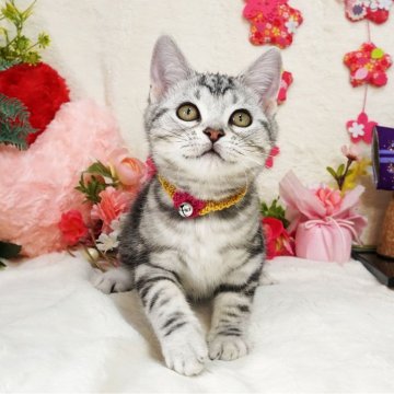 アメリカンショートヘア【大阪府・女の子・2023年11月16日・シルバータビー】の写真「とっても甘えん坊♡遊ぶの大好き♪」