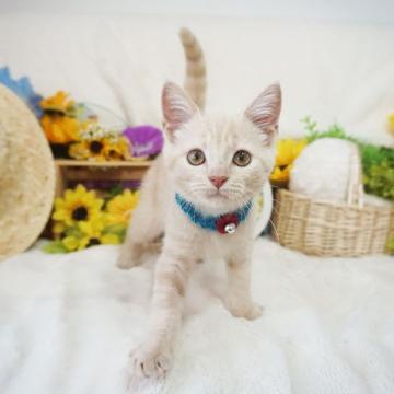 マンチカン(長足)【大阪府・男の子・2022年5月31日・クリーム】の写真「甘えん坊。おもちゃ大好き！」