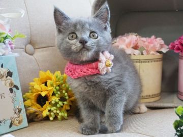 マンチカン(長足)【大阪府・女の子・2018年6月13日・ブルークリーム】の写真「甘えん坊。おもちゃ大好き！」