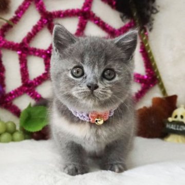 ブリティッシュショートヘア【大阪府・女の子・2023年8月7日・ブルークリーム（ショートヘア）】の写真「お顔もおめめもまんまる♡とっても美人さん♡」